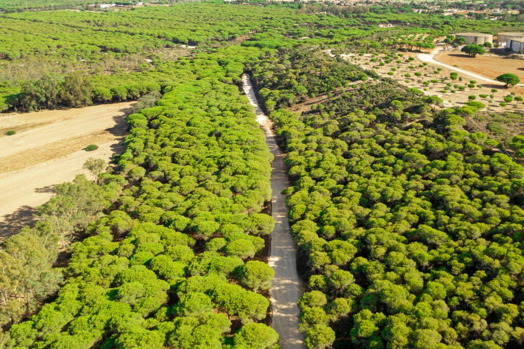 Una vista aérea panorámica muestra un camino de tierra sin asfaltar que atraviesa un denso bosque de pinos y terrenos agrícolas.