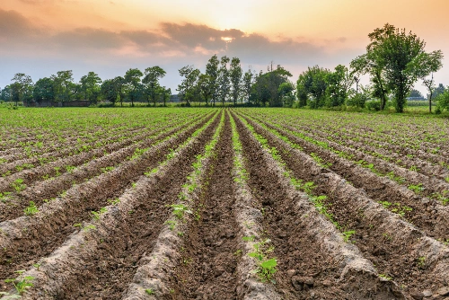 Un extenso campo de cultivo con surcos arados de tierra en hileras alineadas, donde brotan pequeñas plantas bajo un cielo al amanecer.